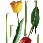 Samolepící dekorace AG Design F0401 Tulips, AGF00401 Tulipány (65 x 85 cm)