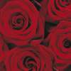 Fototapeta Komar 4-077 Roses (194 x 270 cm)