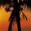 Fototapeta Komar 8-255 Palmy Beach Sunrise (368 x 254 cm)