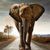 Vliesové fototapety MS-2-0225, fototapeta Walking elephant, 150 x 250 cm + lepidlo zdarma