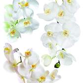 Samolepící dekorace AG Design F 1068 Bílá Orchidej, (65 x 85 cm)